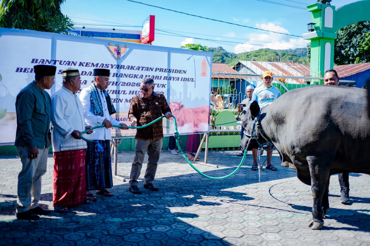Wabup Manggarai Serahkan Sapi Kurban Bantuan Presiden RI untuk Umat Muslim Reok
